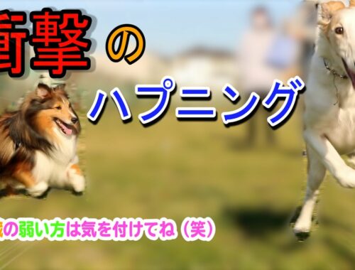 【閲覧注意、衝撃ハプニング映像】大型犬ボルゾイのかわいい子犬がドッグランで大はしゃぎ！！興奮しすぎて・・・（笑）