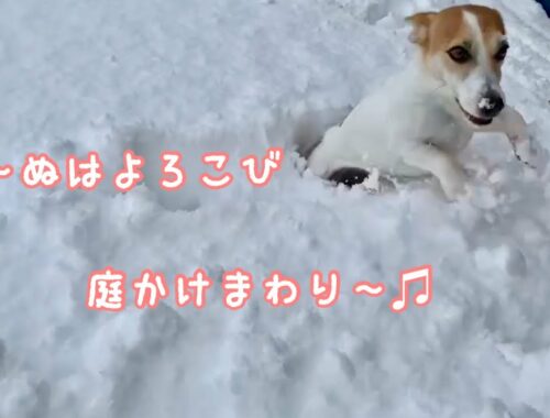 ふかふかの新雪に大はしゃぎする犬【ジャックラッセルテリアのミラ】　Mira Jack Russell Terrier