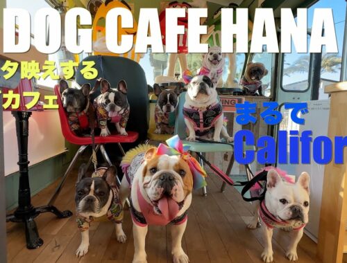 Dog Cafe hana 【 フレンチブルドッグ french_bulldog 】まるで_California
