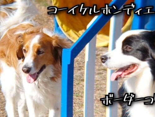 【コーイケルホンディエとボーダーコリー】久しぶりに会った犬たちが嬉しそう！