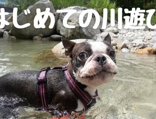 はじめての川遊びで夏休みを満喫する愛犬ブービー【ボストンテリア】