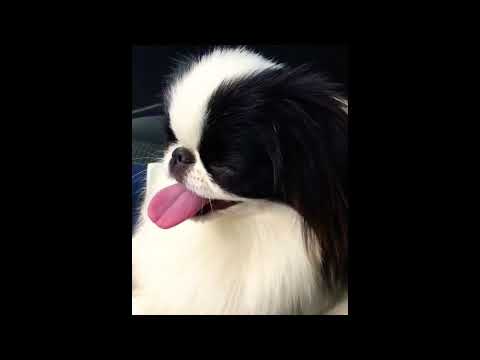 Japanese chin 癒し犬 「狆」