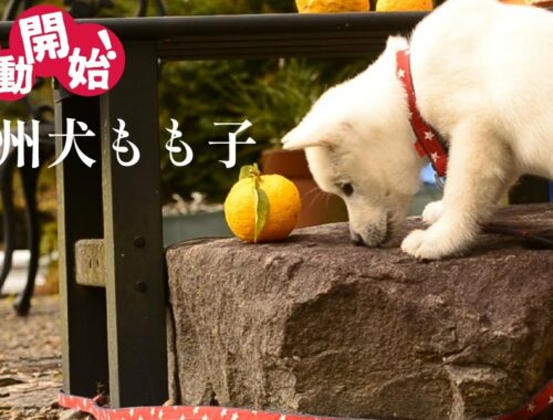 【紀州犬】子犬の時は可愛い。　japanesedog  kishudog