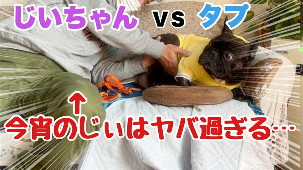 【再会】クセ強じいちゃんに会いに行くぞー！【フレンチブルドッグ】