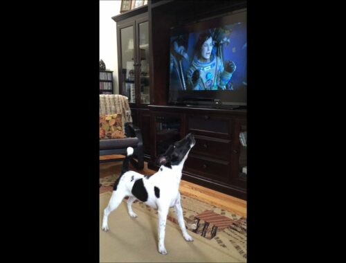 Joey the Smooth Fox Terrier watching the movie Gravity