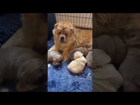 Baby Chow Chow Puppies at 2 weeks old.