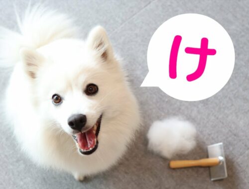 【犬のブラッシング】ブラッシングされてなぜか興奮する日本スピッツちぃ。