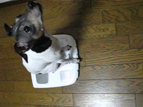 自分で体重を量る犬（日本テリア珊瑚）