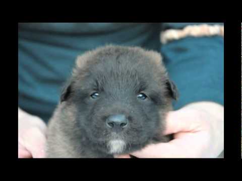 ベルジアンタービュレン仔犬 2010年10月31日生まれ