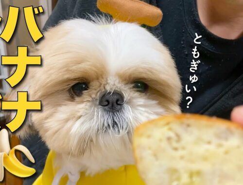 【シーズー】甘〜くて可愛いバナナシーズーに、犬用バナナケーキを作ってあげた！www【225】
