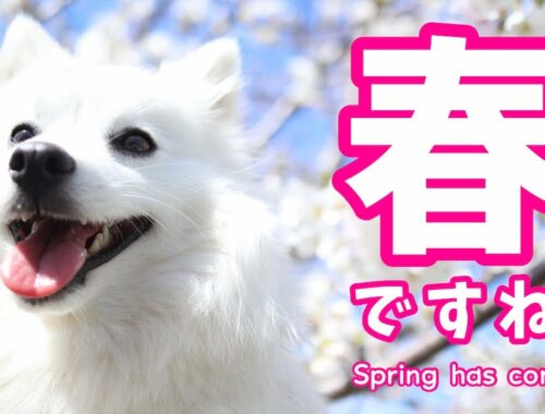 【春ですね🌸】日本スピッツ（＋チワワ）たちのお花見オフ会