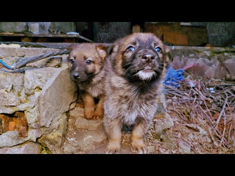 Stray Heartbroken Puppies Become biggest Love Bugs After being Rescued