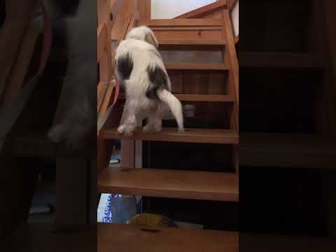 階段、登れるけど降りられないプチバセの子犬 #shorts