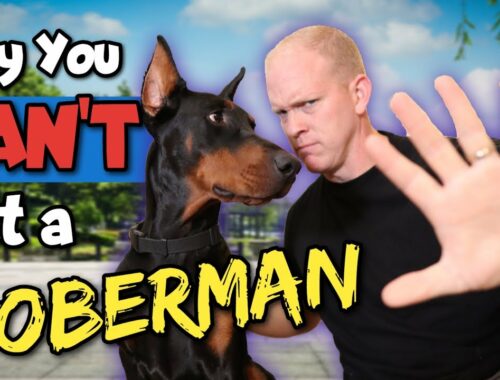 DON'T Get a Doberman If THIS is You!