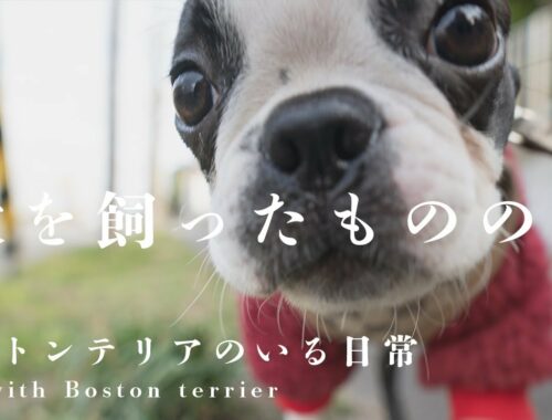 何この生き物…アラサー男子と暮らす子犬/ボストンテリア