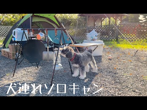 犬連れソロキャンプ！in奥長良キャンプ場（前編）【ミニチュアシュナウザー】