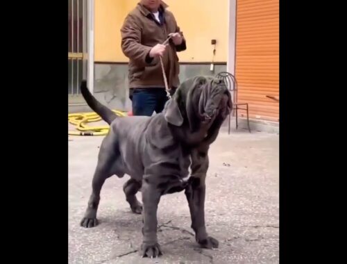 Dog Attitude 😈 Dog Lover 😎 Bigg Bull Dog #bulldog #viralvideo #youtubeshorts #pets #shorts