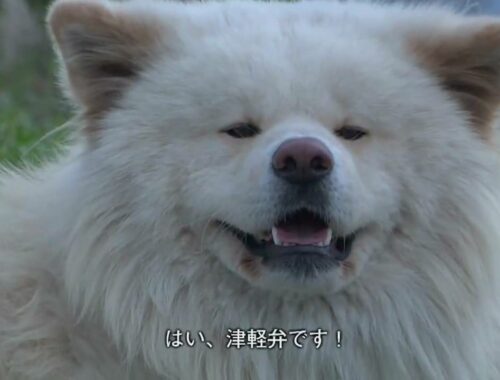 わさお！ブサかわいい犬！秋田犬『わさお』！