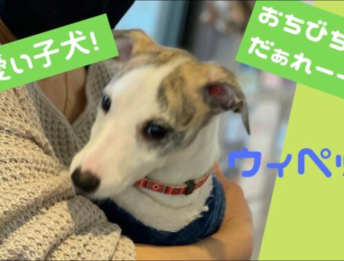 ウィペット 可愛い 子犬😍 何もかもが初体験♪【子犬の名前決定！】