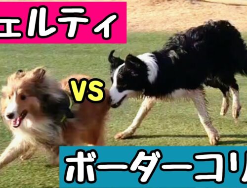 シェルティの子犬 vs ボーダーコリー  ドッグランで大乱闘!? sheltie vs border collie
