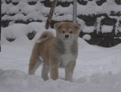 秋田犬“ぷーこ”とその子どもたち！！雪の中を駆け回る楽しそうな姿をご覧下さい！！
