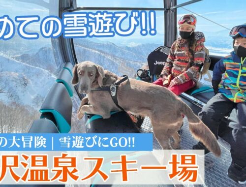 【野沢温泉スキー場】大型犬ワイマラナー、初めての雪遊びはスキー場！？犬を連れて長野のスキー場に行ってきました！