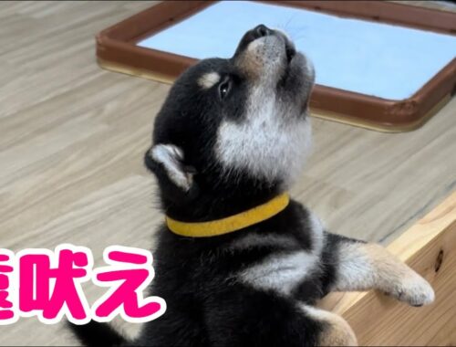【柴犬 子犬】犬らしい姿を披露するようになってきた子犬