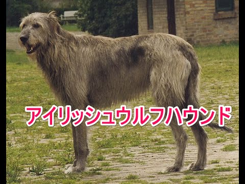 【犬図鑑】アイリッシュウルフハウンド