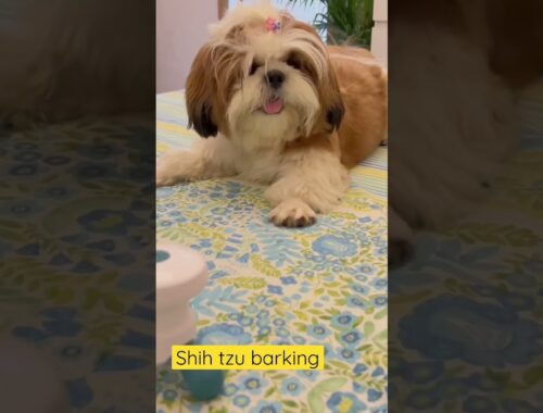 Shih tzu barking #shorts #shihtzu #barking #youtubeshorts #puppy #trending  #viralshorts #dogs