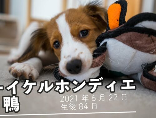 【コーイケルホンディエ】鴨のおもちゃで遊ぶ子犬
