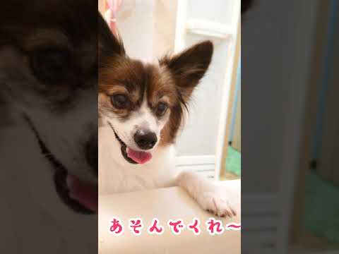 遊んでほしくてこんな所まで！ パピヨン犬