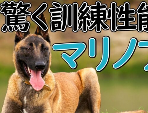 【マリノア】本には載っていないパンク町田の犬種図鑑