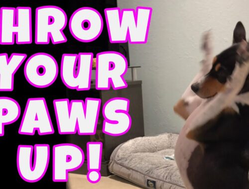 🐾🐾 Throw Your Paws Up! 🐾🐾