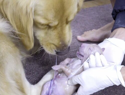 「感動瞬間」ゴールデンレトリバー犬の初出産・予想外の仔犬が産まれた…