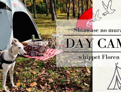 Day camp with my whippet Floren /ウィペットフローレンとデイ キャンプへ　#whippet #daycamp