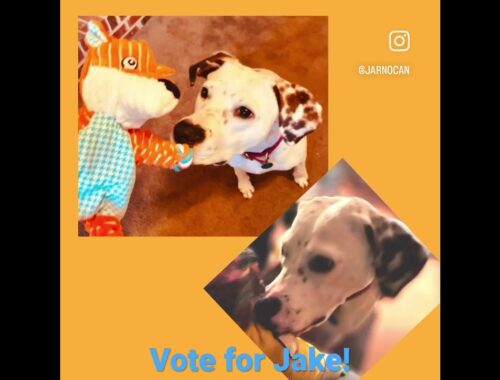 If Jake wins I want to help develop a dog park in our community & use money towards pet sitting!