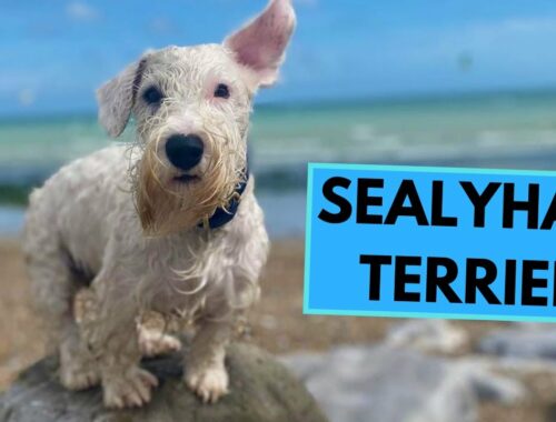 Sealyham Terrier - TOP 10 Interesting Facts