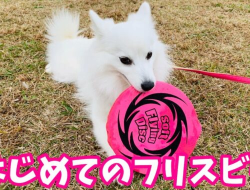 フリスビー犬になれるかな？はじめてフライングディスクで遊ぶ日本スピッツちぃ。