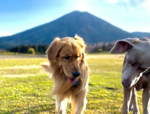 愛犬とのんびりお散歩。ゴールデンレトリバーとワイマラナーの子犬。