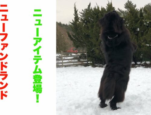 【大型犬ニューファンドランド】シャンプーが1番大変と言われているニューファンの超楽ちんになったシャンプーです　ニューアイテムが最高すぎた！