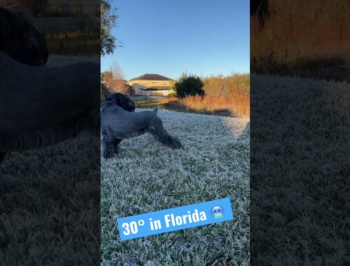 Standard Schnauzer “Atticus” - Below Freezing Tampa, Florida! #shorts #dogshorts #dogs #doglover