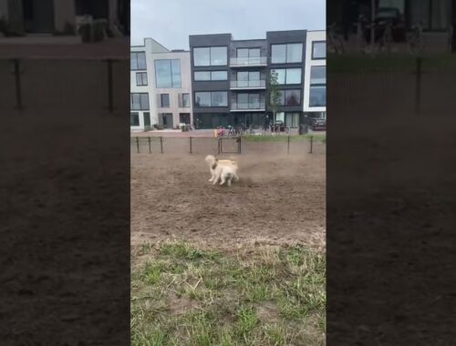 Labradoodle and Afghan Hound playing
