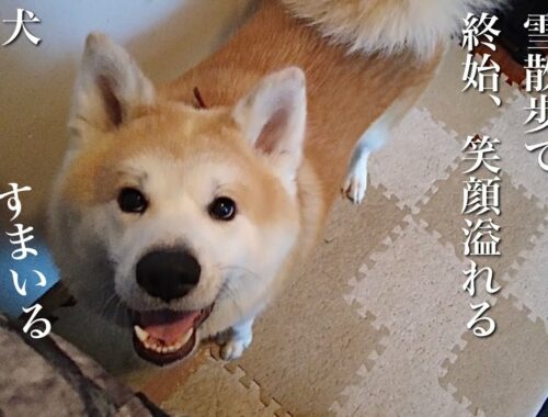 秋田犬ともぐら家族　はる、久しぶりの雪散歩で終始、笑顔満点