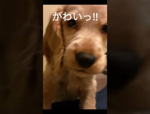 ぴょんぴょんめーやんcocker spaniel puppy！There are a lot of other videos on this channel. Come on in! #shorts