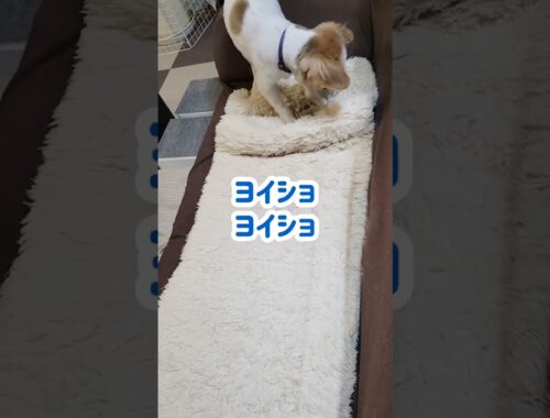 【くぅ♂️】老犬パピヨンこだわりのベッドメイキング