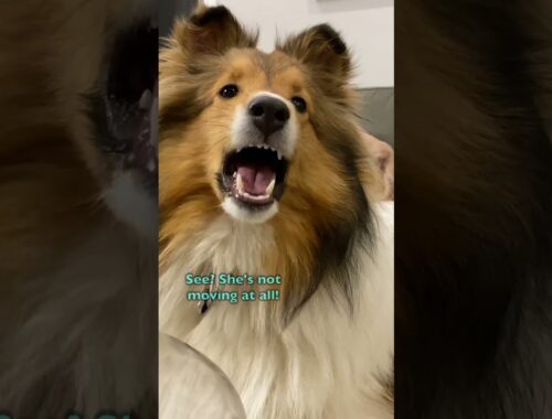 "My Kittypillar is DEAD!" 🐛🐶😪 a classic Biscuit Talky #shorts Cricket "the sheltie" Chronicles e368