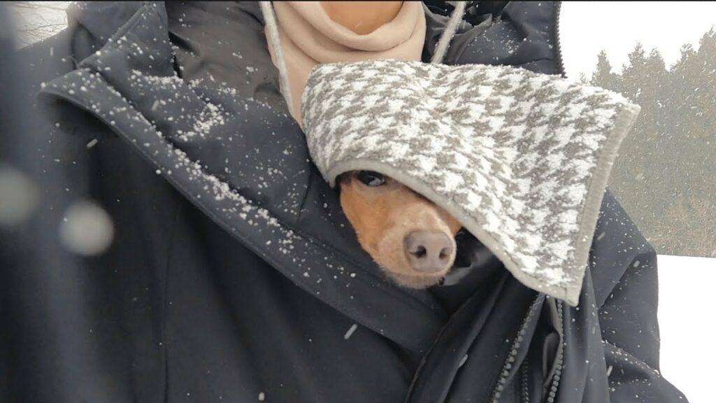 【車中泊】子鹿犬と50代未婚オンナ。初めて行く雪山が猛吹雪でした【ミニピン/元保護犬】 【車中泊】子鹿犬と50代未婚オンナ。初めて行く雪山が猛吹雪でした【ミニピン/元保護犬】