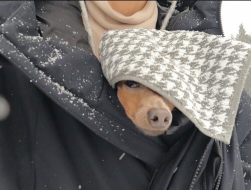【車中泊】子鹿犬と50代未婚オンナ。初めて行く雪山が猛吹雪でした【ミニピン／元保護犬】