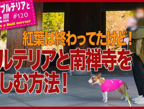［ブルテリア］Miniature Bull Terrier  ブルテリアと南禅寺を楽しむ方法 How to enjoy Nanzenji walking with bull terrier