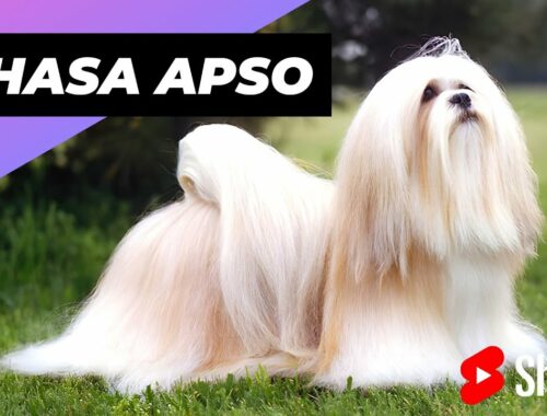 Lhasa Apso 🐶 One Of The Laziest Dog Breeds In The World #shorts